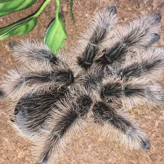 /img/24122-curly-hair-tarantula-enclosure.webp