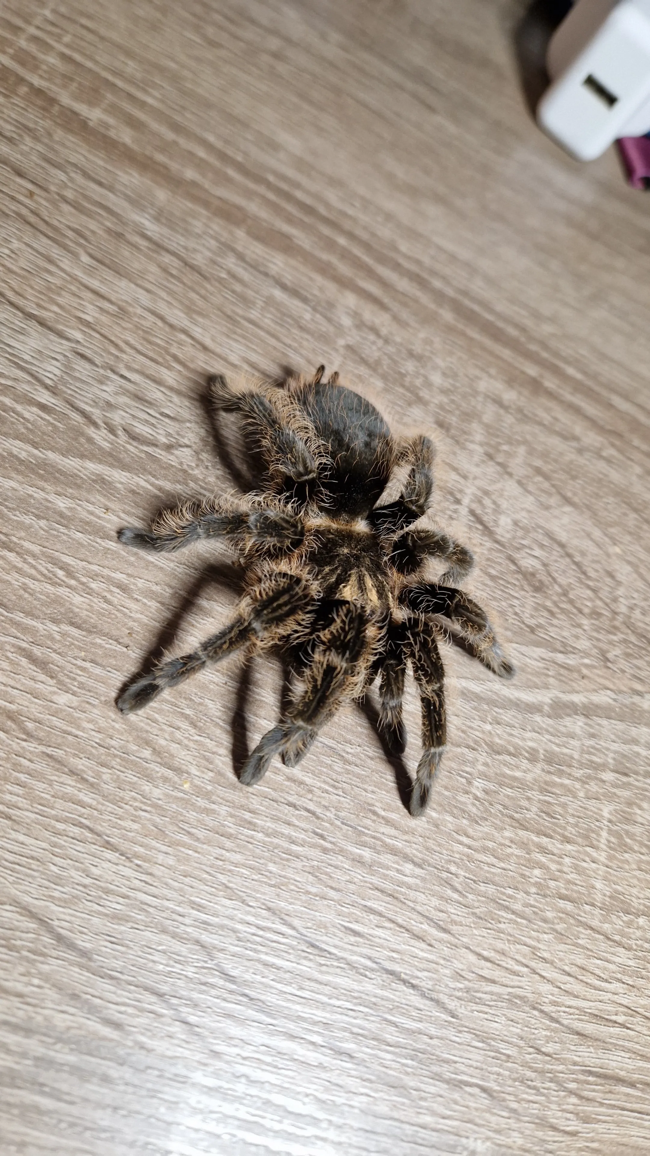 24122 curly hair tarantula feeding