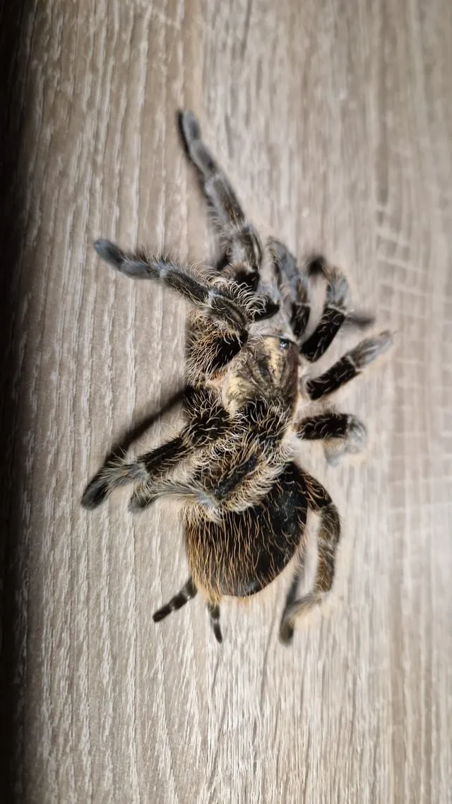 24122 curly hair tarantula handling
