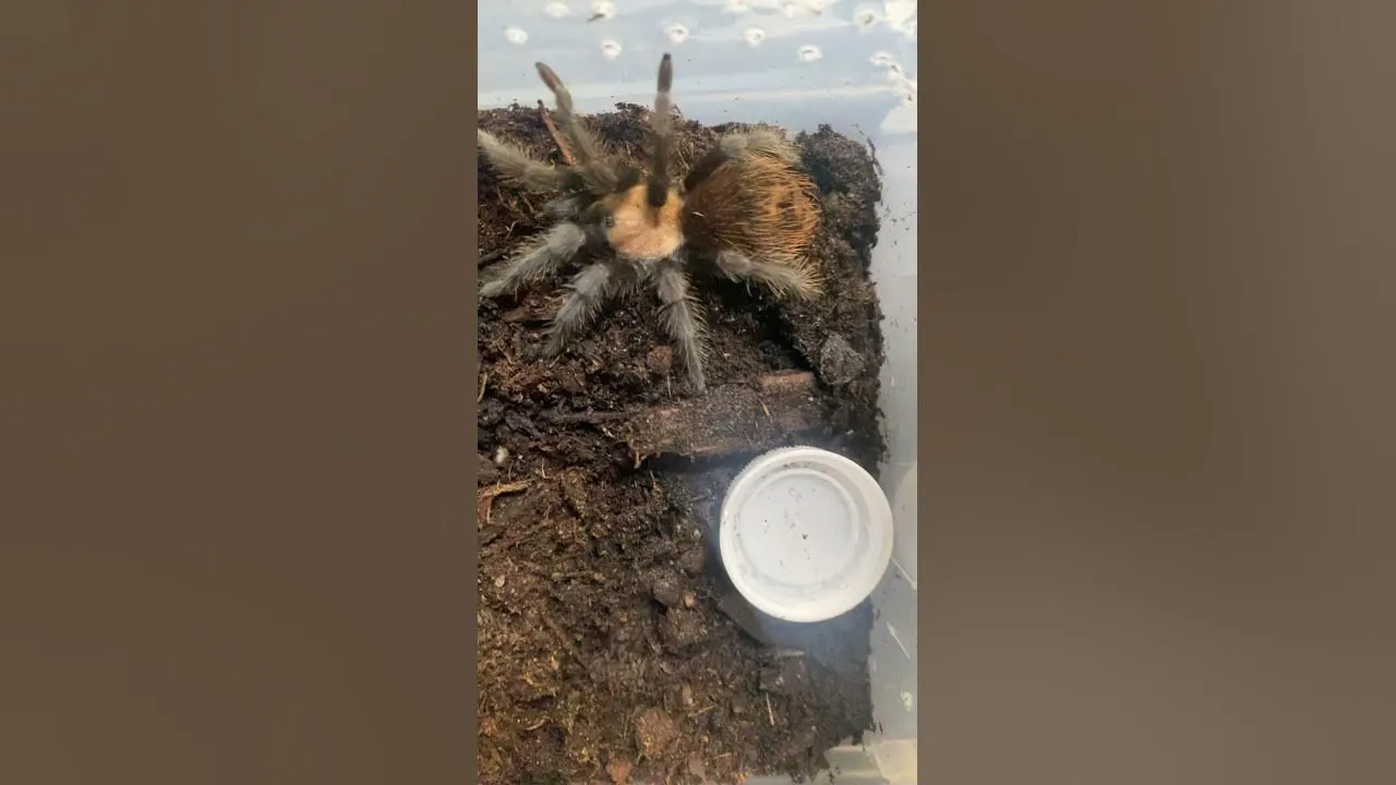 24122 curly hair tarantula molting
