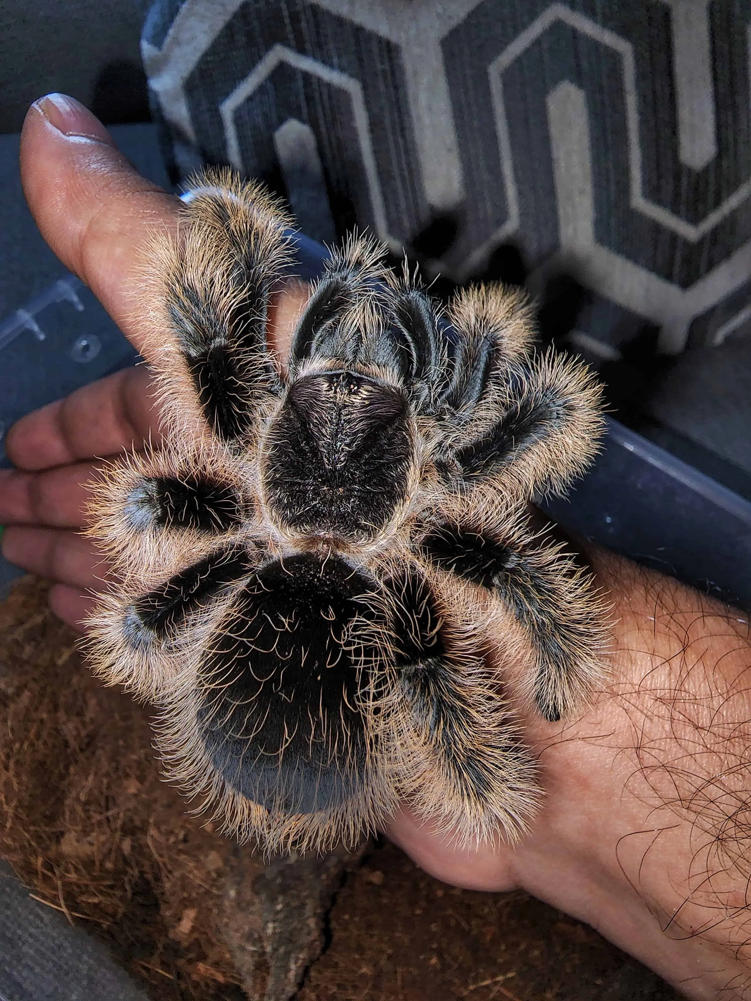24122 curly hair tarantula substrate