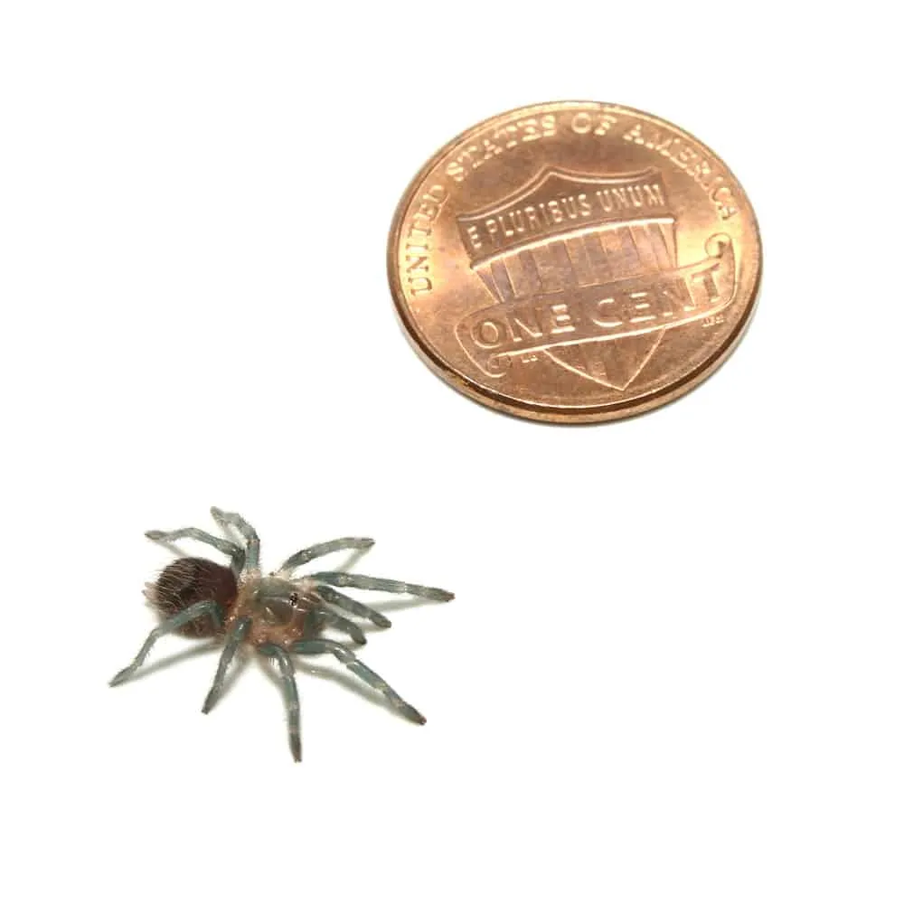 /img/24125-mexican-red-rump-tarantula-molting.webp