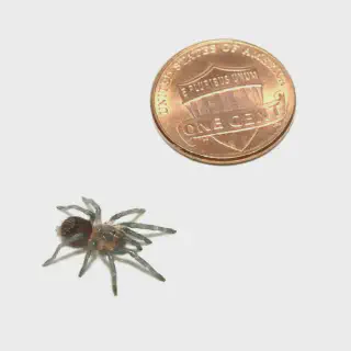 /img/24125-mexican-red-rump-tarantula-molting.webp