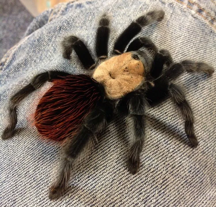 24125 tarantula feeding crickets