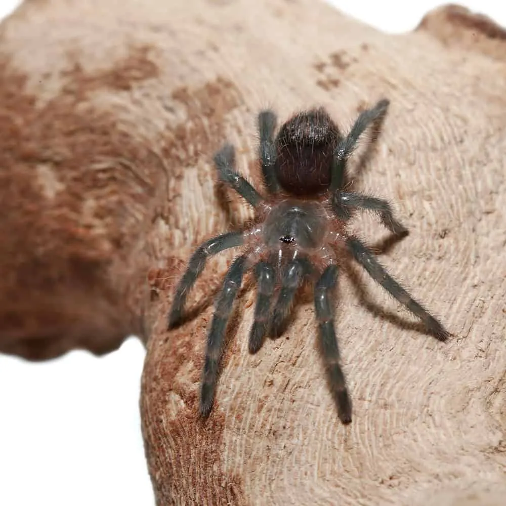 24125 tarantula handling safety