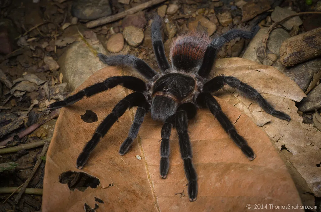 24125 tarantula substrate