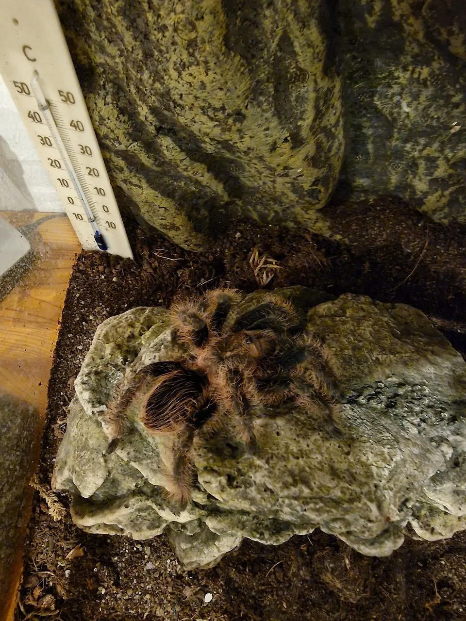 /img/24126-tarantula-spider-cleaning.webp