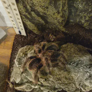 /img/24126-tarantula-spider-cleaning.webp