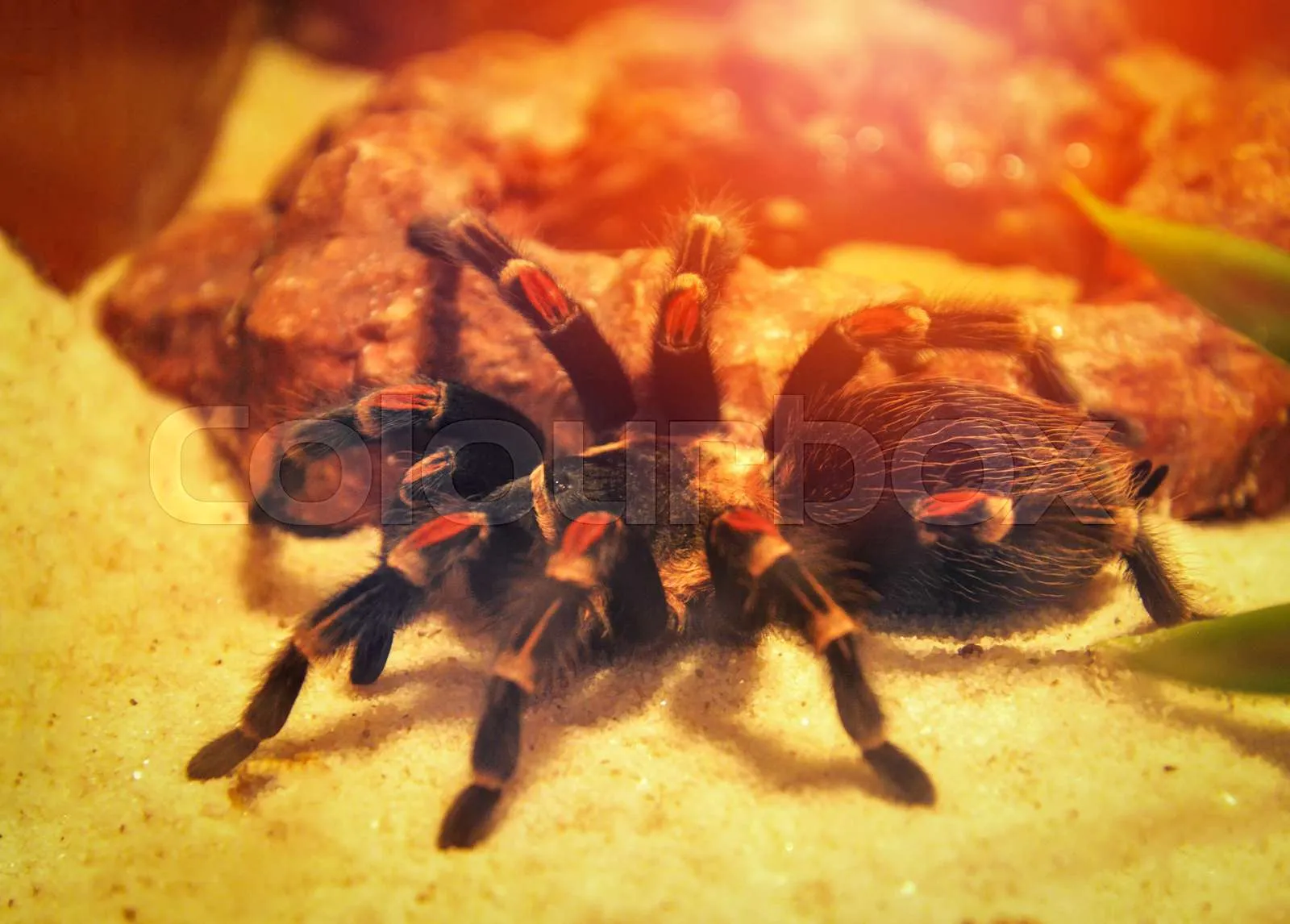 24126 tarantula spider guide