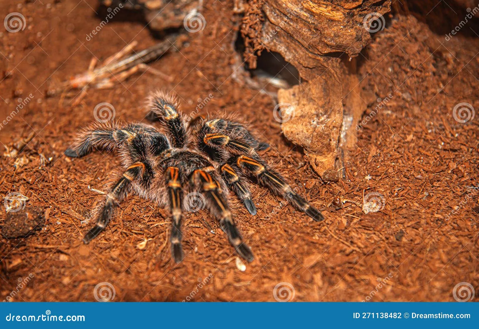 24126 tarantula spider handling