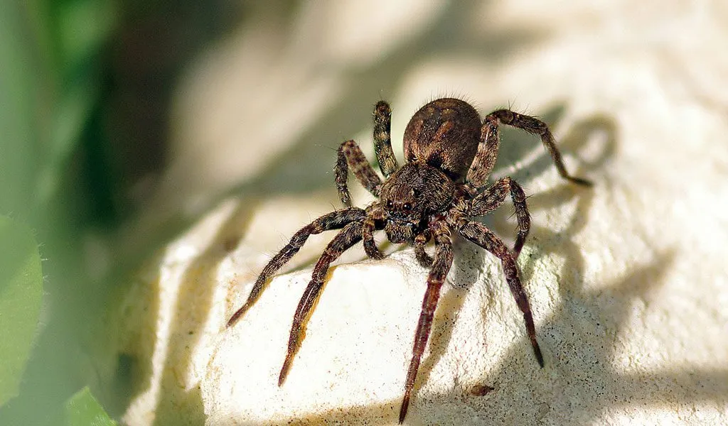 24126 tarantula spider species