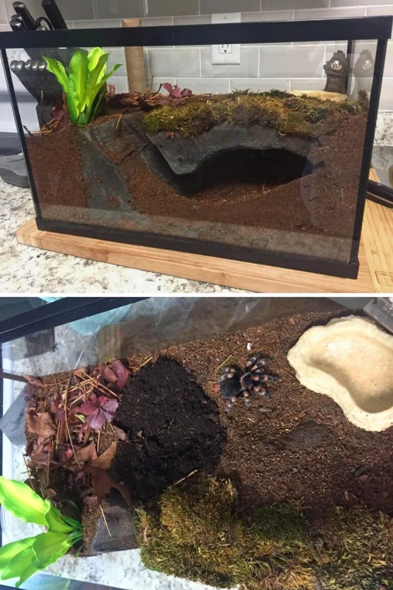 24130 acrylic tarantula enclosure