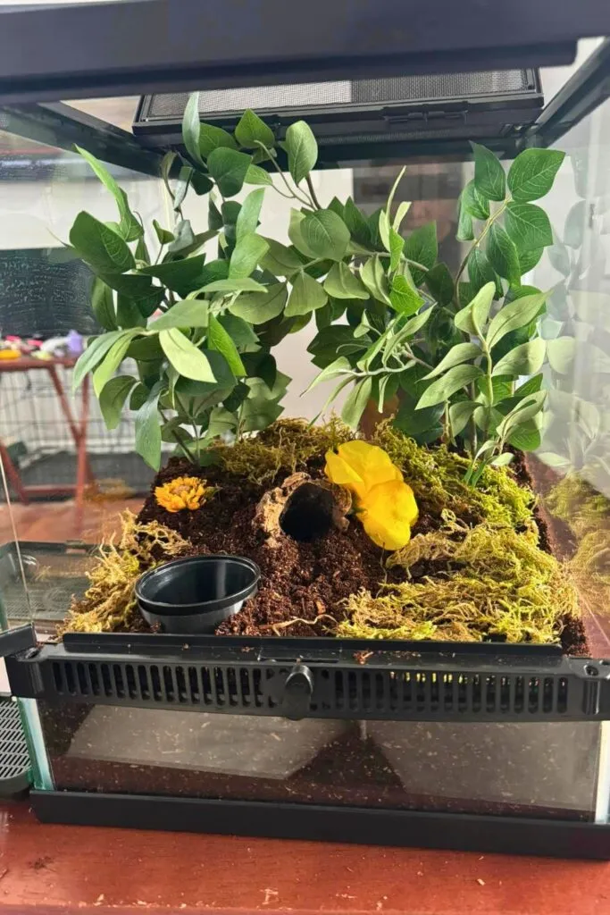 24130 glass tarantula enclosure