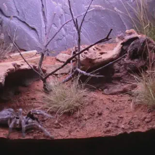 /img/24130-tarantula-enclosure-maintenance.webp