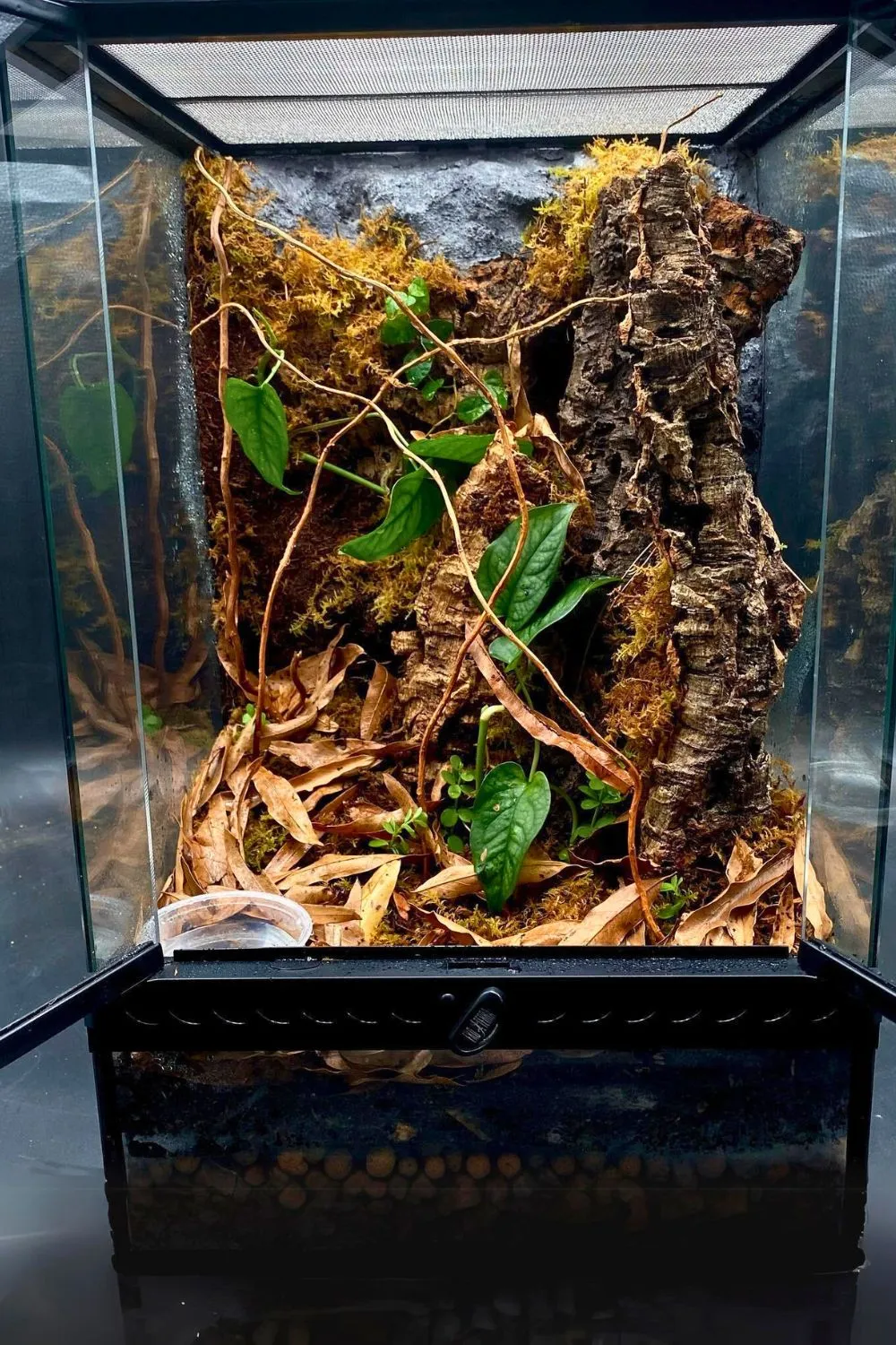 24130 tarantula substrate