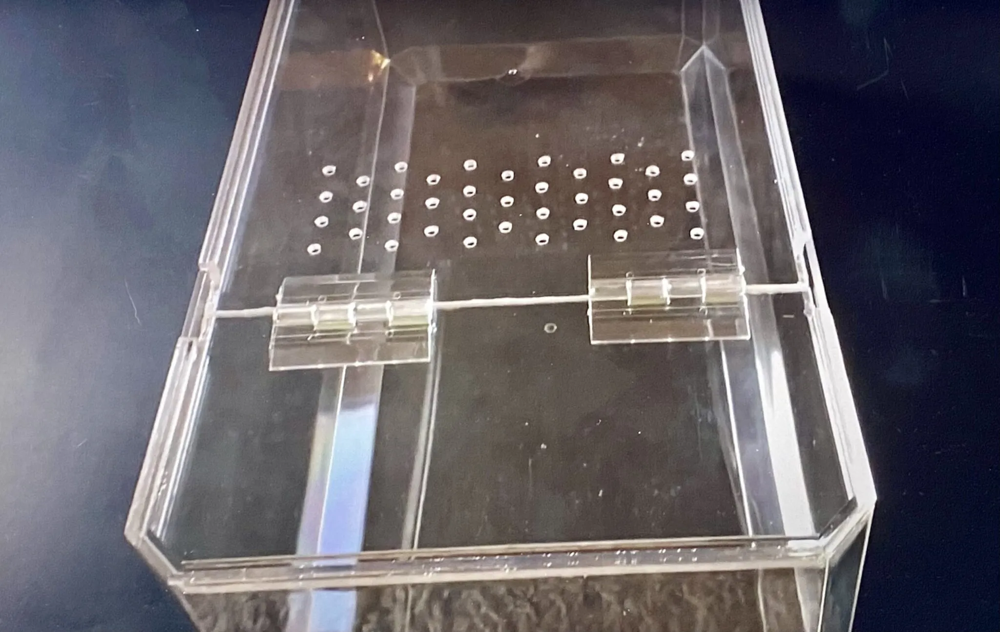 24130 tarantula water dish