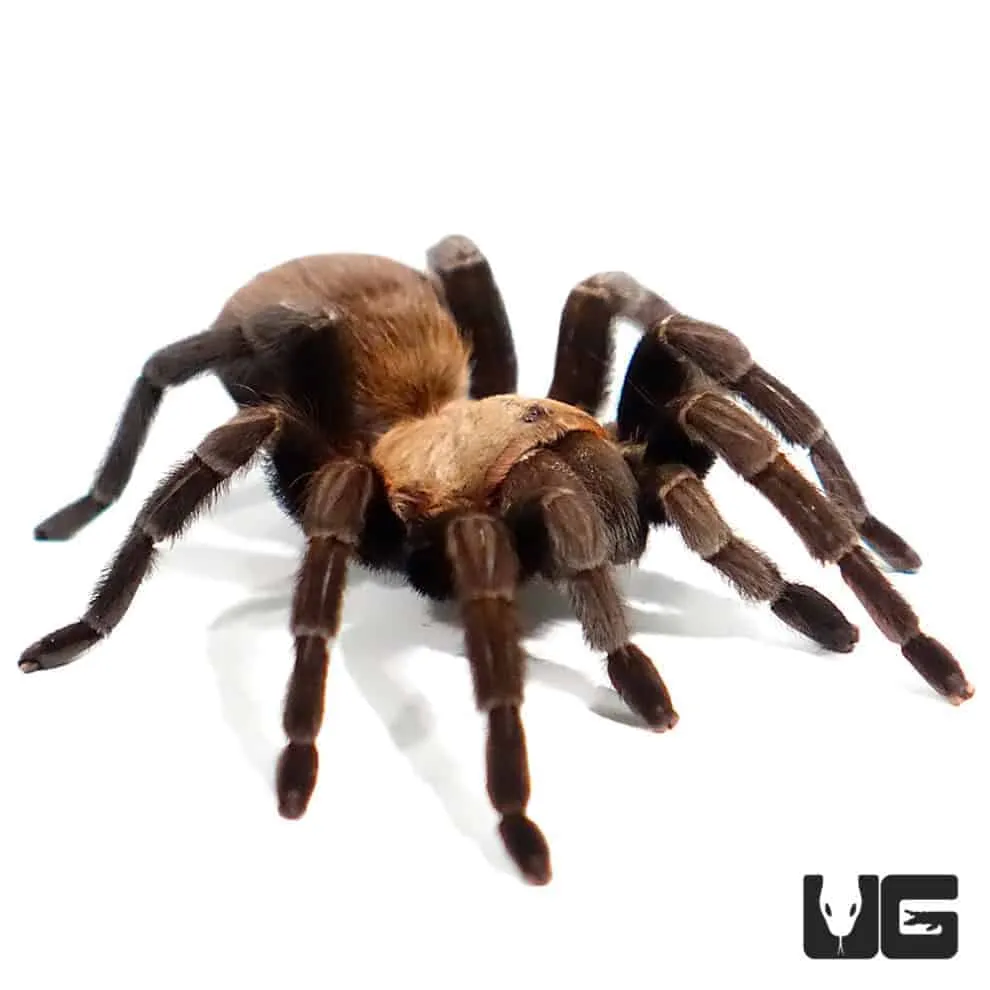 /img/24131-texas-brown-tarantula-conservation.webp