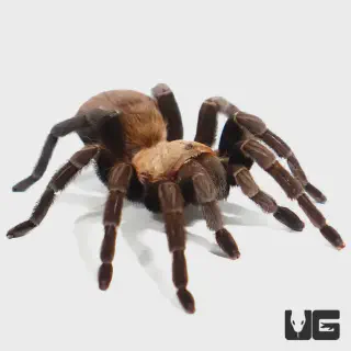 /img/24131-texas-brown-tarantula-conservation.webp