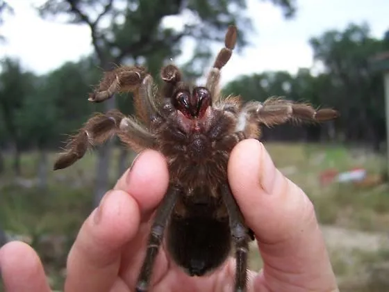 24131 texas brown tarantula feeding