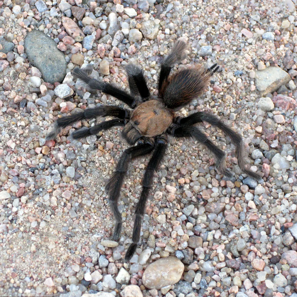24131 texas brown tarantula growth