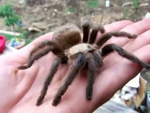 24131 texas brown tarantula mating